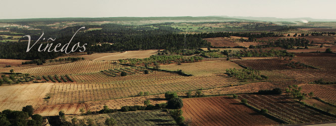 Viñedos