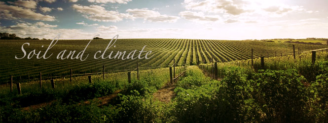 Suelo y Clima