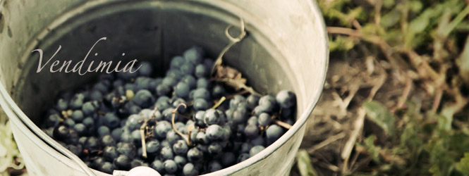 Vendimia
